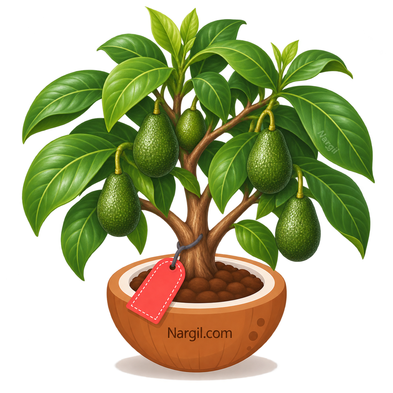 Nargil_Persea americana